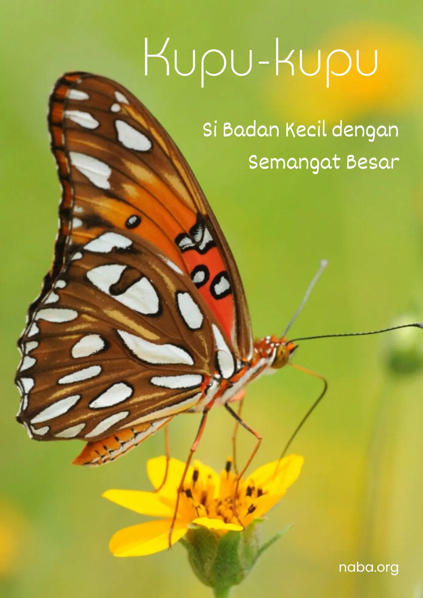 Kupu-kupu: Si Badan Kecil dengan Semangat Besar